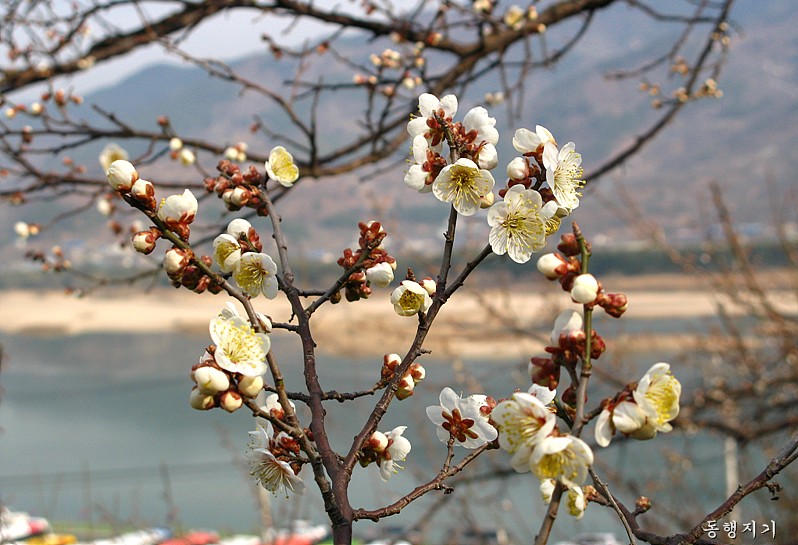 매화 이미지