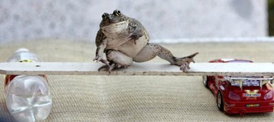 개구리 이미지