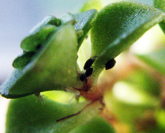 식물에 자주 나타나는 해충의 모습과 증상, 조치법