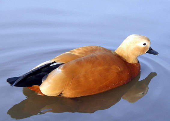 황오리 이미지
