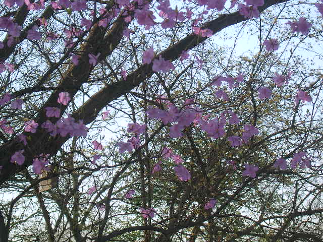 산유화 이미지