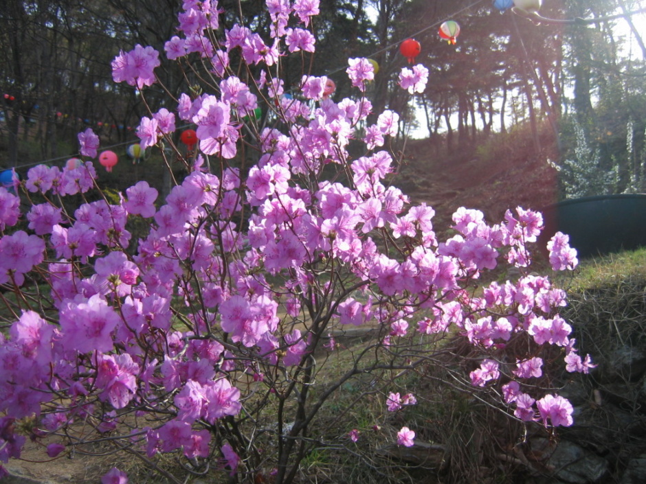 산유화 이미지