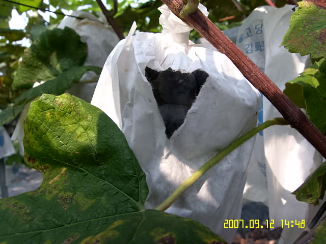 강화농산 이미지