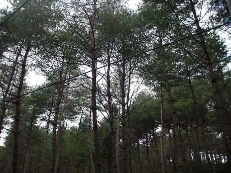 소나무숲 이미지
