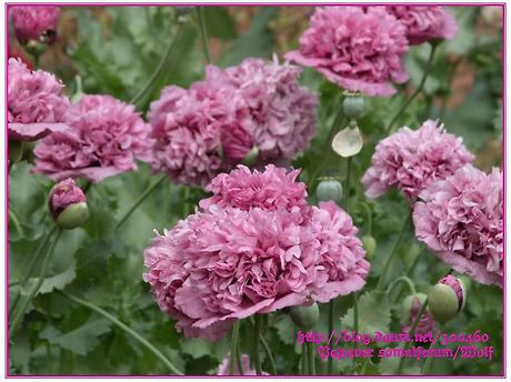 주님과 은행나무 bank0921