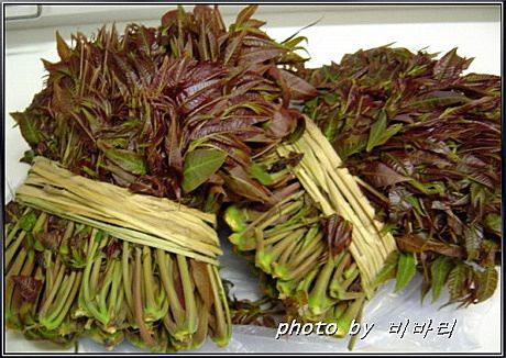 참죽&반죽 이미지