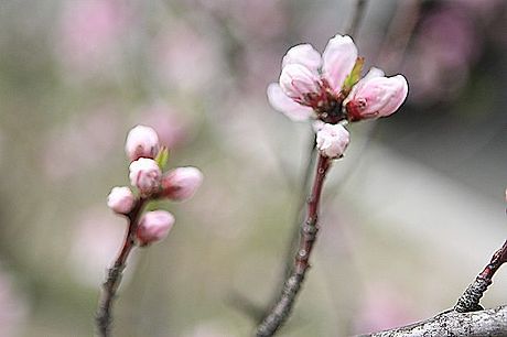 복숭아꽃살구꽃 이미지