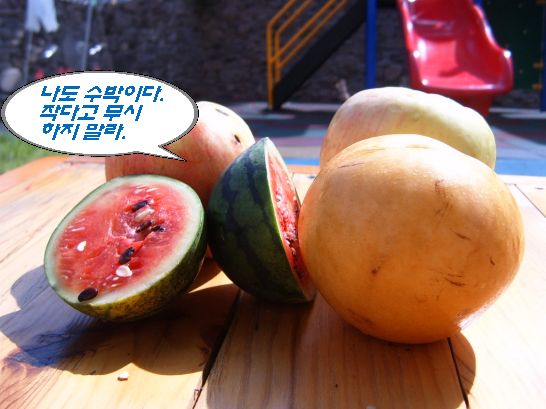 숲속어린이집 이미지